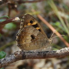 Geitoneura klugii (Marbled Xenica) at Tuggeranong DC, ACT - 27 Dec 2020 by MatthewFrawley