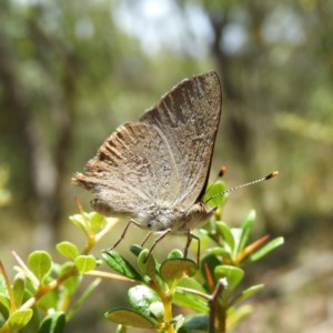 Paralucia pyrodiscus at Tuggeranong DC, ACT - suppressed