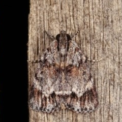 Spectrotrota fimbrialis (A Pyralid moth) at Melba, ACT - 13 Dec 2020 by kasiaaus