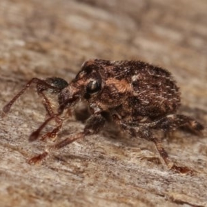 Mandalotus sp. (genus) at Melba, ACT - 13 Dec 2020 11:19 PM