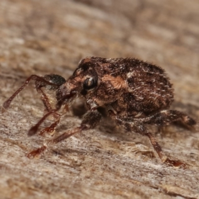 Mandalotus sp. (genus) (Unidentified Mandalotus weevil) at Melba, ACT - 13 Dec 2020 by kasiaaus