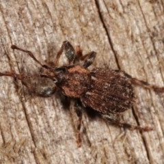 Mandalotus sp. (genus) at Melba, ACT - 13 Dec 2020 11:19 PM