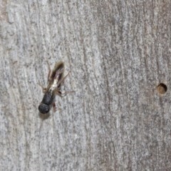 Megalyra sp. (genus) (Long-tailed wasp) at Acton, ACT - 27 Dec 2020 by TimL