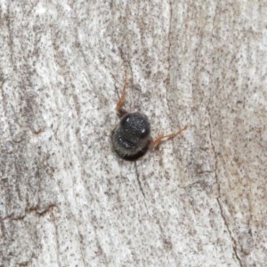 Megalyra sp. (genus) at Acton, ACT - 27 Dec 2020