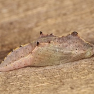 Pieris rapae at Melba, ACT - 13 Dec 2020 11:21 PM