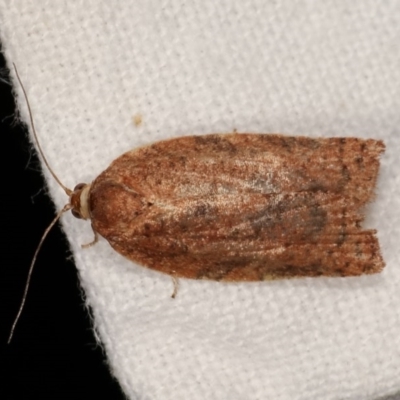 Tortricinae (subfamily) (A tortrix moth) at Melba, ACT - 13 Dec 2020 by kasiaaus