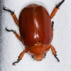 Anoplognathus sp. (genus) at Melba, ACT - 13 Dec 2020