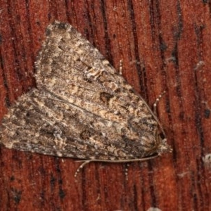 Hypoperigea tonsa at Melba, ACT - 13 Dec 2020