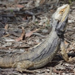 Pogona barbata (Eastern Bearded Dragon) at ANBG - 27 Dec 2020 by TimL