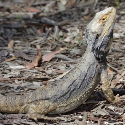 Pogona barbata (Eastern Bearded Dragon) at Acton, ACT - 27 Dec 2020 by TimL