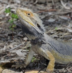 Pogona barbata at Acton, ACT - 27 Dec 2020