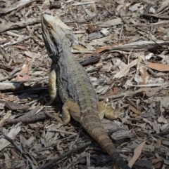 Pogona barbata at Acton, ACT - 27 Dec 2020