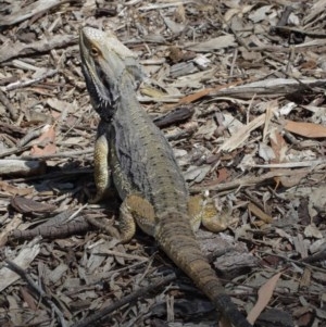 Pogona barbata at Acton, ACT - 27 Dec 2020