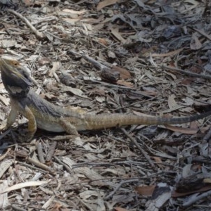 Pogona barbata at Acton, ACT - 27 Dec 2020