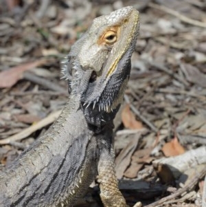 Pogona barbata at Acton, ACT - 27 Dec 2020