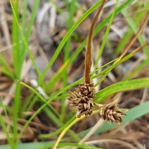 Carex inversa at Griffith, ACT - 28 Dec 2020