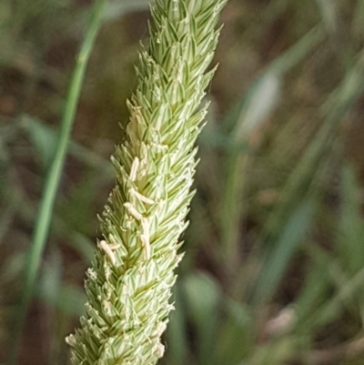 Phalaris aquatica (Phalaris, Australian Canary Grass) at Bass Gardens Park, Griffith - 28 Dec 2020 by SRoss