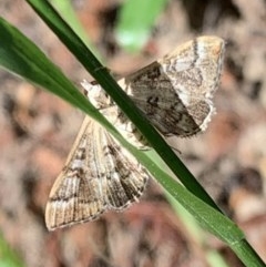 Nacoleia rhoeoalis (Spilomelinae) at Murrumbateman, NSW - 28 Dec 2020 by SimoneC