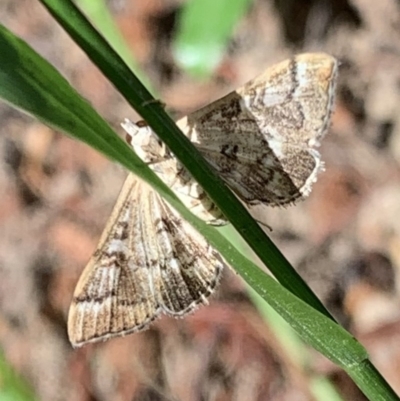 Nacoleia rhoeoalis (Spilomelinae) at Murrumbateman, NSW - 28 Dec 2020 by SimoneC