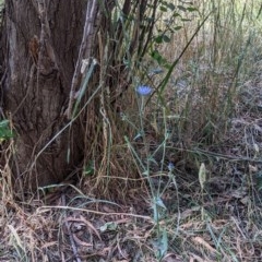 Cichorium intybus (Chicory) at McKellar, ACT - 27 Dec 2020 by SusanneG