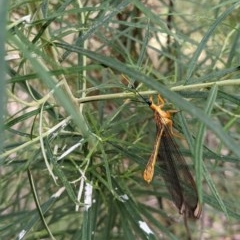 Nymphes myrmeleonoides (Blue eyes lacewing) at Majura, ACT - 25 Dec 2020 by SusanneG