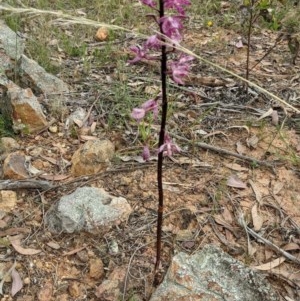 Dipodium punctatum at Majura, ACT - suppressed