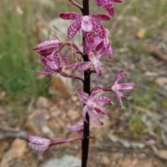 Dipodium punctatum at Majura, ACT - suppressed