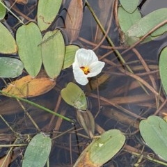 Ottelia ovalifolia subsp. ovalifolia at Majura, ACT - 25 Dec 2020