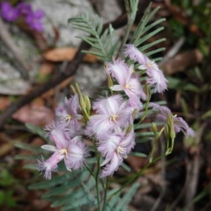 Thysanotus tuberosus subsp. tuberosus at Tennent, ACT - 27 Dec 2020