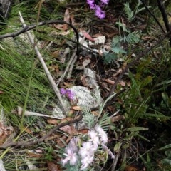 Thysanotus tuberosus subsp. tuberosus at Tennent, ACT - 27 Dec 2020