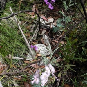 Thysanotus tuberosus subsp. tuberosus at Tennent, ACT - 27 Dec 2020