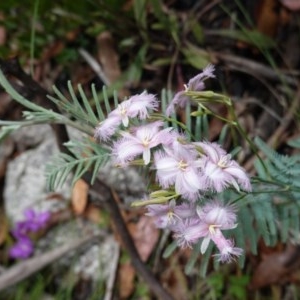 Thysanotus tuberosus subsp. tuberosus at Tennent, ACT - 27 Dec 2020