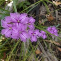 Thysanotus tuberosus subsp. tuberosus at Tennent, ACT - 27 Dec 2020