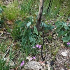 Thysanotus tuberosus subsp. tuberosus at Tennent, ACT - 27 Dec 2020