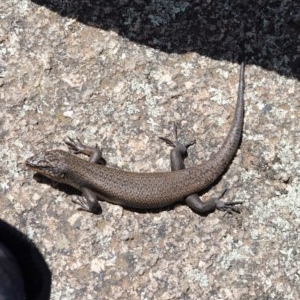 Egernia saxatilis at Cotter River, ACT - 27 Dec 2020