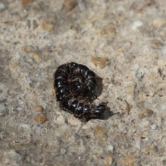 Paradoxosomatidae sp. (family) (Millipede) at Tuggeranong DC, ACT - 26 Dec 2020 by Tammy