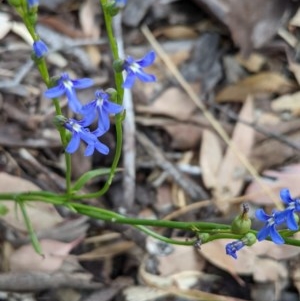 Lobelia browniana at Yarralumla, ACT - 22 Dec 2020