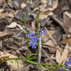 Lobelia browniana at Yarralumla, ACT - 22 Dec 2020 01:36 PM