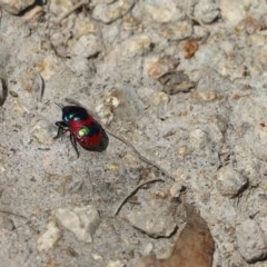 Choerocoris paganus (Ground shield bug) at Tuggeranong DC, ACT - 26 Dec 2020 by Tammy