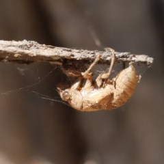 Psaltoda moerens (Redeye cicada) at Florey, ACT - 27 Dec 2020 by Tammy