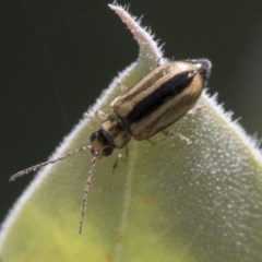 Monolepta froggatti (Leaf beetle) at Higgins, ACT - 27 Dec 2020 by AlisonMilton