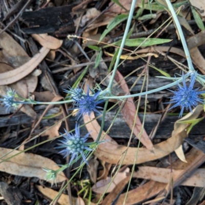 Eryngium ovinum (Blue Devil) at Hughes, ACT - 26 Dec 2020 by JackyF