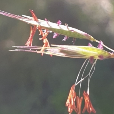 Rytidosperma pallidum (Red-anther Wallaby Grass) at Holt, ACT - 11 Nov 2020 by drakes