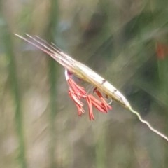 Rytidosperma pallidum (Red-anther Wallaby Grass) at Cook, ACT - 10 Nov 2020 by drakes