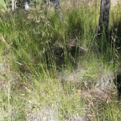 Rytidosperma pallidum at Cook, ACT - 11 Nov 2020