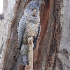 Callocephalon fimbriatum (Gang-gang Cockatoo) at Hughes, ACT - 28 Dec 2020 by JackyF