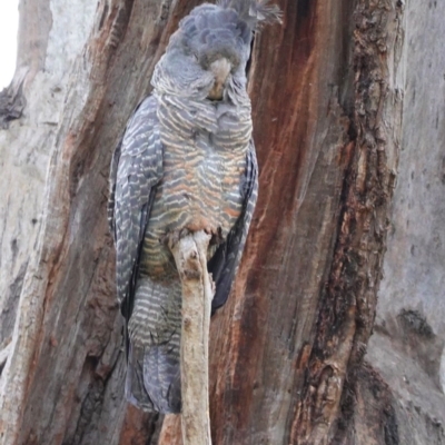 Callocephalon fimbriatum (Gang-gang Cockatoo) at Hughes, ACT - 28 Dec 2020 by JackyF