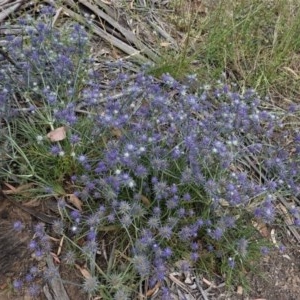 Eryngium ovinum at Hughes, ACT - 28 Dec 2020 11:35 AM