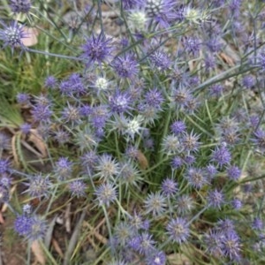 Eryngium ovinum at Hughes, ACT - 28 Dec 2020 11:35 AM