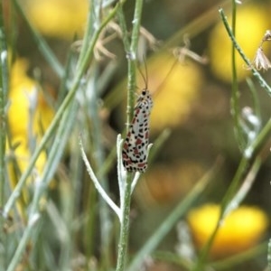 Utetheisa (genus) at Hughes, ACT - 28 Dec 2020